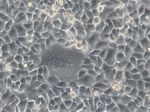 [GEN300676-MA] HK-2xZFN-mEGFP-Nup107 Cells